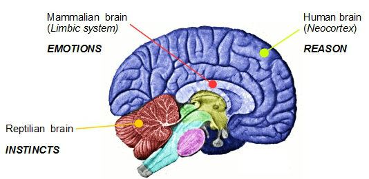 3 part brain