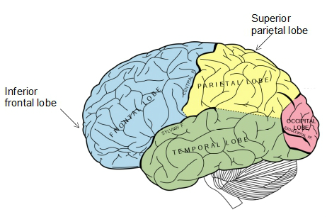 brain neurons