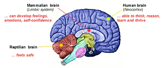 wellbeing & the 3 part brain